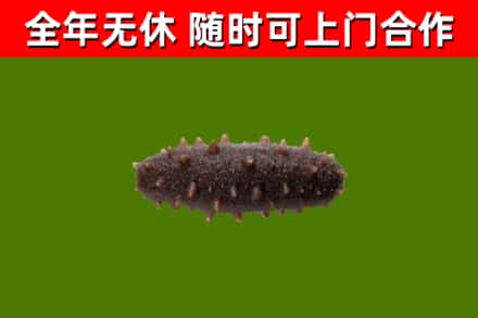 明光市回收海参干